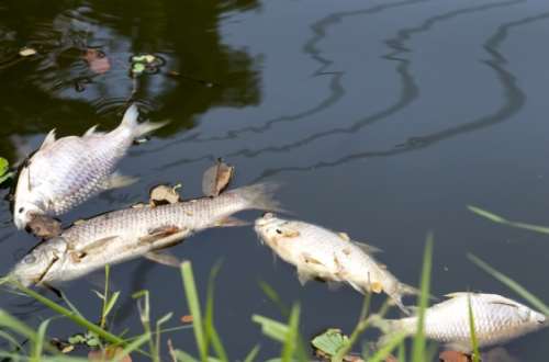 NEPA is powerless in sanctioning for fish kills